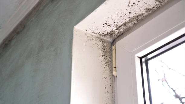 Best Basement Mold Remediation in Calverton, MD