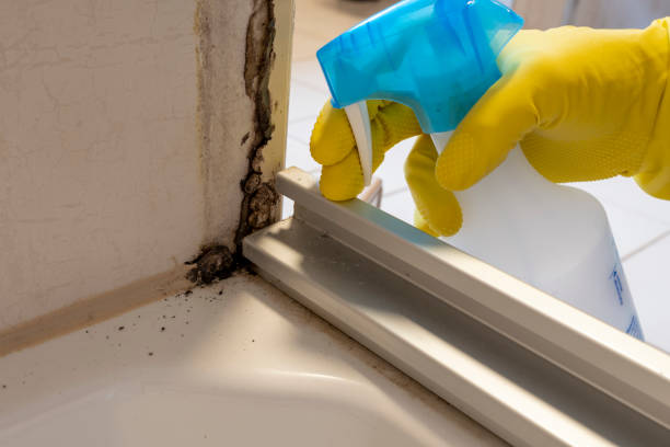 Best Localized Mold Remediation (e.g., coastal areas, humid climates) in Calverton, MD